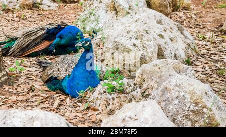 Ein schöner blauer Pfau auf Felsen sitzend Stockfoto