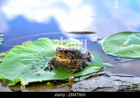 Großer Frosch, grünes Blatt Seerose, Wasser, Spiegelung von Wolken im Wasser, Nahaufnahme Stockfoto