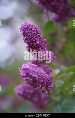 Syringa vulgaris (Flieder oder gewöhnlicher Flieder) ist eine blühende Pflanze in der Olive Familie Oleaceae, für seine duftenden rosa Blüten im Frühjahr, diese große s gewachsen Stockfoto