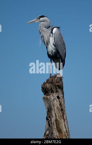 Graureiher auf einem toten Baumstumpf an einem schönen sonnigen Tag thront Stockfoto