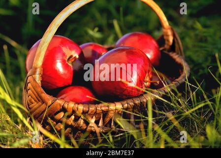 Korb mit Äpfeln im Gras, Abendsonne Hintergrundbeleuchtung, Ende des Sommers Anfang Herbst Stockfoto