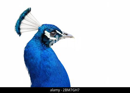 Indianer Pfauz isoliert auf weißem Hintergrund (Pavo cristatus) Männchen Stockfoto