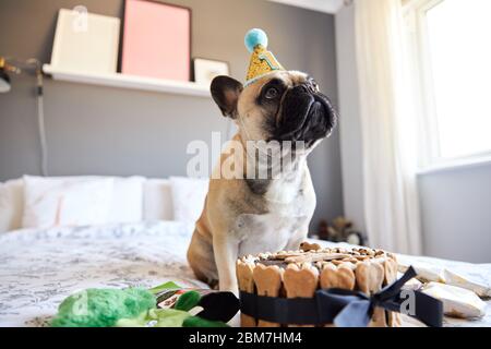 Der erste Geburtstag der französischen Bulldogge ist mit Geschenken umgeben. Stockfoto