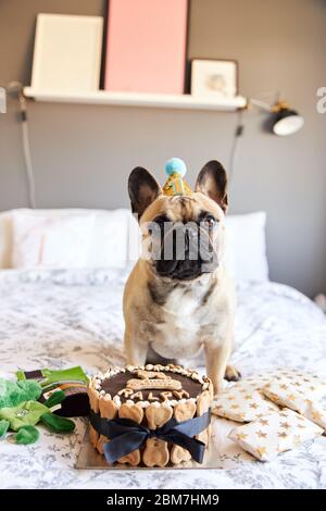 Der erste Geburtstag der französischen Bulldogge ist mit Geschenken umgeben. Stockfoto