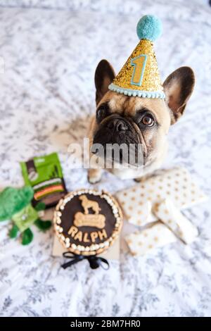 Der erste Geburtstag der französischen Bulldogge ist mit Geschenken und Geburtstagskuchen umgeben. Stockfoto