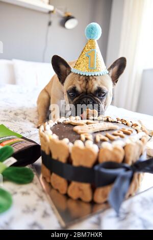 Der erste Geburtstag der französischen Bulldogge ist mit Geschenken und Geburtstagskuchen umgeben. Stockfoto