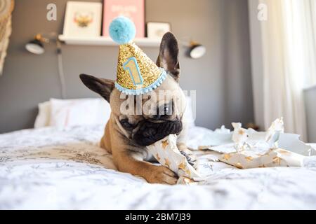 Geschenke zur Eröffnung des ersten Geburtstags der französischen Bulldogge. Stockfoto