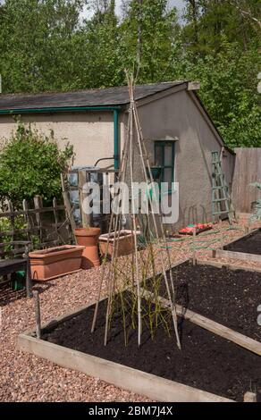 Selbstgemachte Bambusrohr Wigwam für den Anbau von Klettergemüse und Pflanzen in einem Hochbett auf einer Zuteilung in einem Gemüsegarten im ländlichen Devon, England, Stockfoto