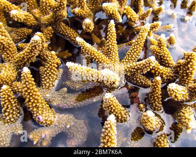 Nahaufnahme der Staghorn Korallen, die während einer extremen Ebbe auf der Insel KaNyaka im Süden Mosambiks über der Meeresoberfläche ausgesetzt sind Stockfoto