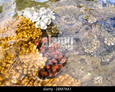 Verschiedene Arten, Formen und Farben von Flachwasserkorallen, wie sie von der Oberfläche während Ebbe Gezeiten in KaNyaka Island, Süd-Mosambik gesehen Stockfoto