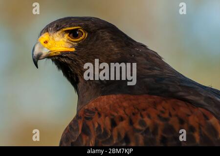 Der Kopf eines Harris Hawk Stockfoto