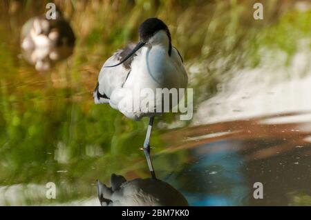Ein Avocet steht im Wasser Stockfoto
