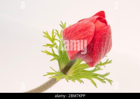 Nahaufnahme einer geschlossenen roten Anemone coronaria De Caen 'Hollandia' Blume vor weißem Hintergrund Stockfoto