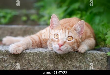 Niedliche junge Ingwerkatze, European Kurzhaar, auf einer Steinstufe in einem Garten liegend und neugierig mit breiten orangefarbenen Augen beobachtend, Deutschland Stockfoto