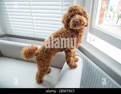 Ein geschnittener und entzückender Miniatur Pudel Welpe schaut aus einem Schlafzimmerfenster in einer intelligenten häuslichen Inneneinrichtung Stockfoto