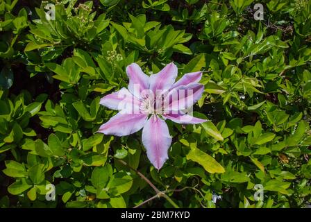 Eine Blume auf einer Clematis lanuginosa blühenden Rebe Stockfoto