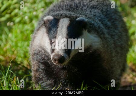 Ein Dachs geht über eine Wiese Stockfoto