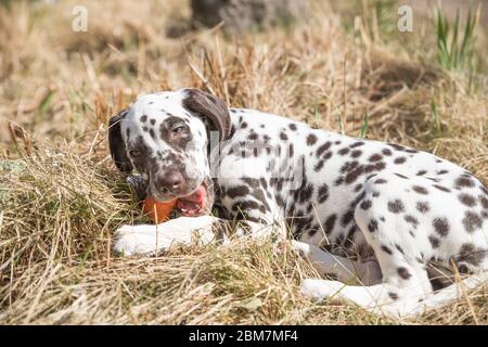 2-Monats glücklich dalmatinischen Welpen essen Karotte im Freien. Porträt von niedlichen dalmatinischen Hund mit braunen Flecken. Lächelnd reinrassige dalmatinische Haustier aus dem Jahr 101 Stockfoto