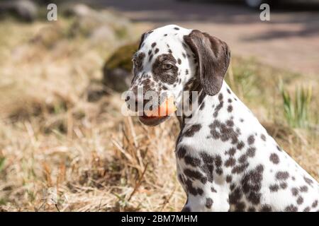 2-Monats glücklich dalmatinischen Welpen essen Karotte im Freien. Porträt von niedlichen dalmatinischen Hund mit braunen Flecken. Lächelnd reinrassige dalmatinische Haustier aus dem Jahr 101 Stockfoto