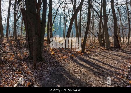 Bäume werfen Schatten entlang eines Pfades im Blandford Nature Center, Grand Rapids, Michigan, USA Stockfoto