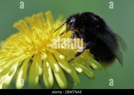 Eine Rotschwanzhummel (Bombus lapidarius) auf einem leuchtend gelben Löwenzahn (Taraxacum officinale), aus der Nähe Stockfoto