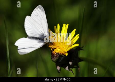 Ein grün geäderter weißer (Pieris napi)Schmetterling, der auf einer leuchtend gelben Danelion (Taraxacum officinale) Blume ruht Stockfoto