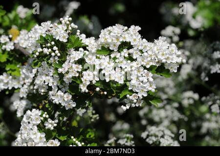 Weiße Blüten des Weißdorns (Crataegus monogyna) Baum, auch bekannt als Maitbaum oder Weißdorn Stockfoto