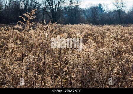 Prairie im Spätherbst, von der tiefen Dezembersonne im Blandford Nature Center, Grand Rapids, Michigan, USA, beleuchtet Stockfoto