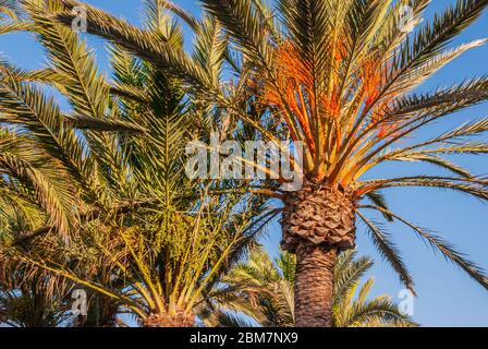 Lebendige abstrakte Hintergrund von Palmen an einem klaren und sonnigen Sommertag an der Costa Tropical, Andalusien, Spanien Stockfoto