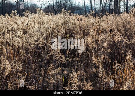 Prairie im Spätherbst, von der tiefen Dezembersonne im Blandford Nature Center, Grand Rapids, Michigan, USA, beleuchtet Stockfoto