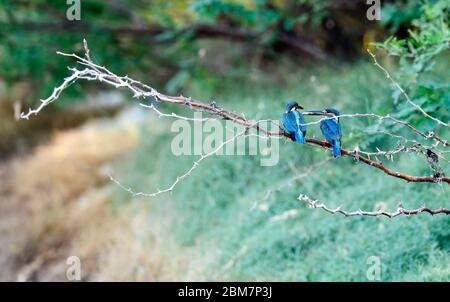 Magischer Moment in Kingfisher Balz, wenn der sagenumwobene Fischpass stattfindet - ein zärtlicher, fürsorglicher und schöner Moment, der Ihnen den Atem raubt. Stockfoto