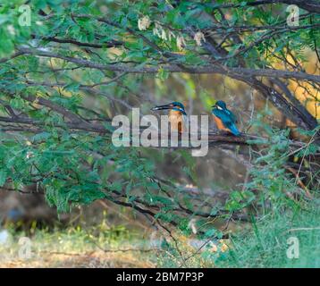 Magischer Moment in Kingfisher Balz, wenn der sagenumwobene Fischpass stattfindet - ein zärtlicher, fürsorglicher und schöner Moment, der Ihnen den Atem raubt. Stockfoto