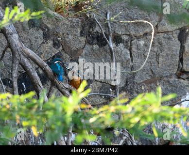 Magischer Moment in Kingfisher Balz, wenn der sagenumwobene Fischpass stattfindet - ein zärtlicher, fürsorglicher und schöner Moment, der Ihnen den Atem raubt. Stockfoto