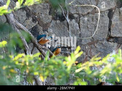 Magischer Moment in Kingfisher Balz, wenn der sagenumwobene Fischpass stattfindet - ein zärtlicher, fürsorglicher und schöner Moment, der Ihnen den Atem raubt. Stockfoto