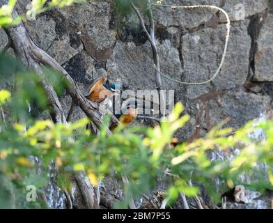 Magischer Moment in Kingfisher Balz, wenn der sagenumwobene Fischpass stattfindet - ein zärtlicher, fürsorglicher und schöner Moment, der Ihnen den Atem raubt. Stockfoto