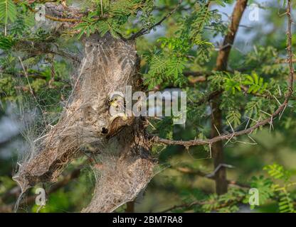 Purple Sunbird (Weibliche) Fütterung Baby Vogel im Vogelnest. Abstrakt Verschwommene Natur Hintergrund. Selektiver Fokus. Stockfoto