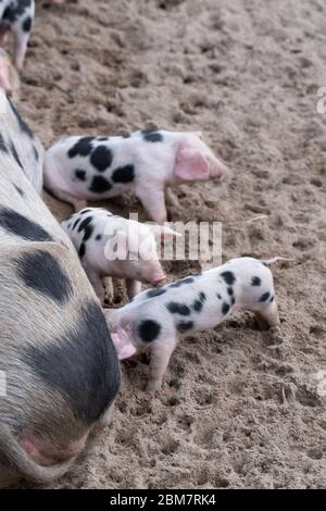 Niedliche Schweinchen füttern Stockfoto
