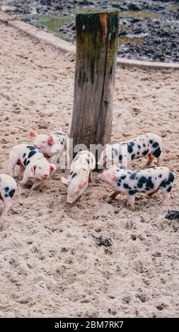 Süße kleine Schweine laufen herum Stockfoto