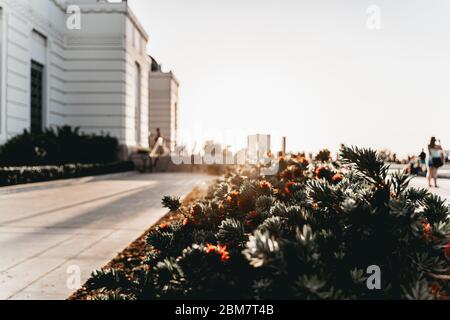 Blumen am Griffith Observatory in Los Angeles Stockfoto