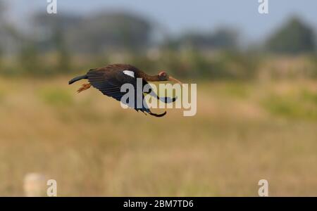 Unter den ominösen Wolken, das einzige bewegende Ding die leuchtenden Flügel des rotnapierten Ibis.... Stockfoto