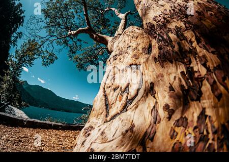 Alter Baum in der Nähe von Seattle Stockfoto