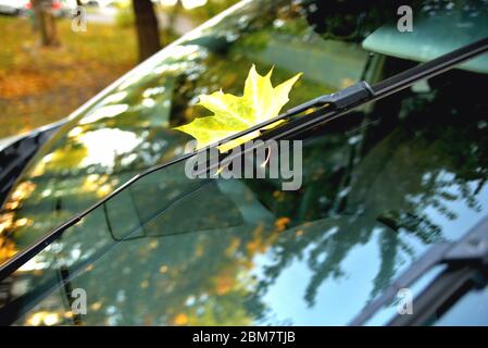 Gelbes Ahornblatt auf Autoglas, Spiegelung im Glas Herbstbäume schöne Blendung Nahaufnahme Stockfoto