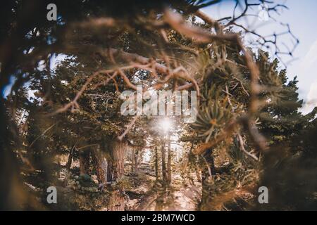 Landschaft im Bryce Canyon Stockfoto