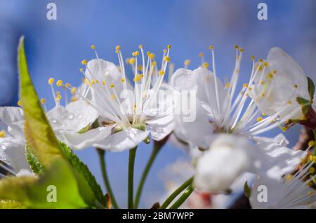 Frühlingsblumen Nahaufnahme mit Wassertropfen. Blühende Pflaumen und Kirschen. Geburtstagskarte, Muttertag, 8. März. Fotopapier. Stockfoto