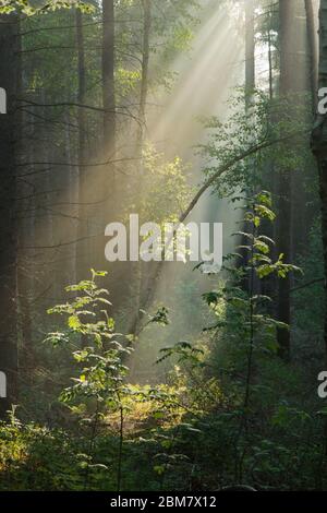 Sonnenstrahlen im Wald an einem trüben Morgen im Frühling, eine märchenhafte Landschaft Stockfoto