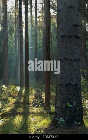 Sonnenstrahlen im Wald an einem trüben Morgen im Frühling, eine märchenhafte Landschaft Stockfoto