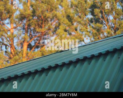 Ein Wagtail sitzt auf dem Dach eines Gebäudes. Ein kleiner grauer Vogel. Wilde Tiere. Stockfoto