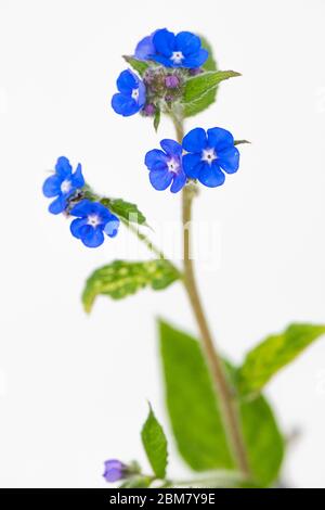 Nahaufnahme der Evergreen Alkanet Pflanze mit ihrer blauen Blume. Stockfoto