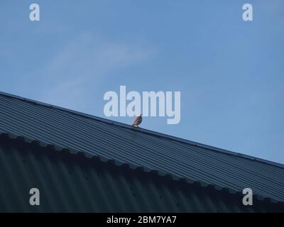 Ein Wagtail sitzt auf dem Dach eines Gebäudes. Ein kleiner grauer Vogel. Wilde Tiere. Stockfoto