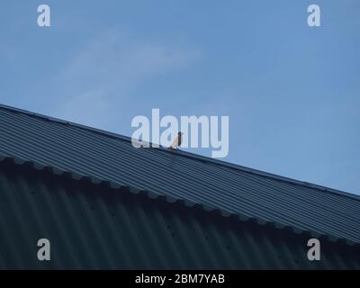 Ein Wagtail sitzt auf dem Dach eines Gebäudes. Ein kleiner grauer Vogel. Wilde Tiere. Stockfoto